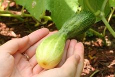 Hands Holding A Misshaped Cucumber