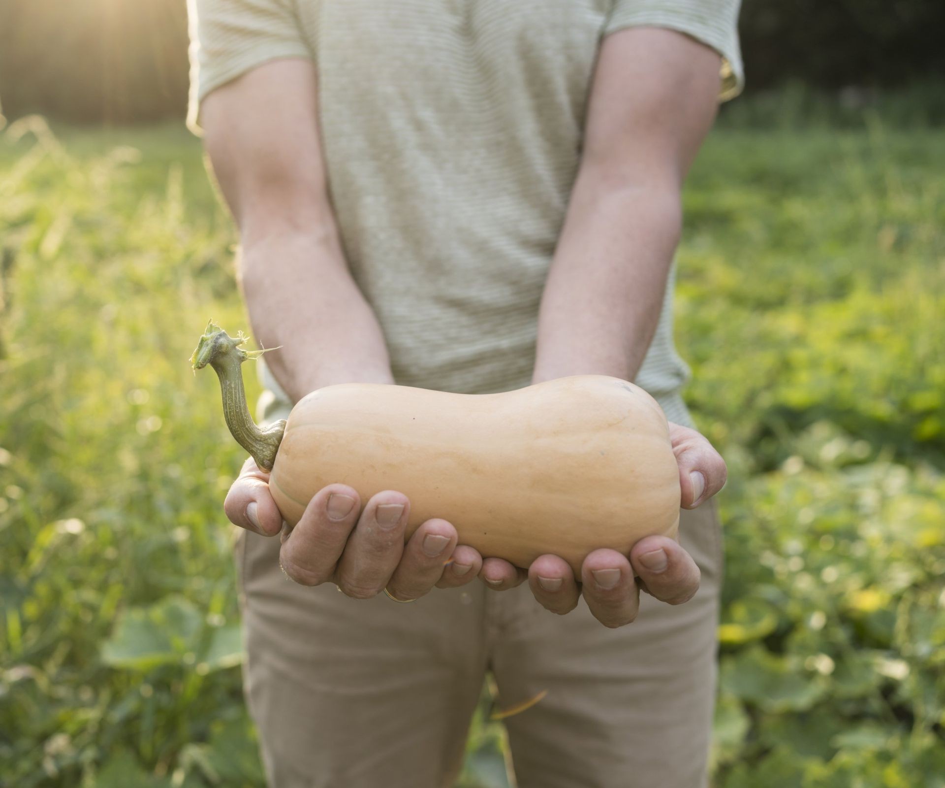 Hands holding a ripe butternut squash harvested from the garden