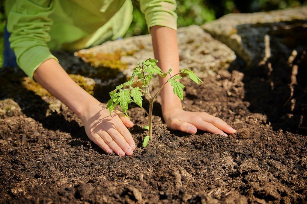 Hands of a gardener carefully planting a small tomato seedling into prepared soil