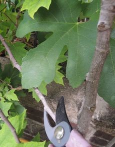 Hands pruning a small fig tree growing in a terracotta pot