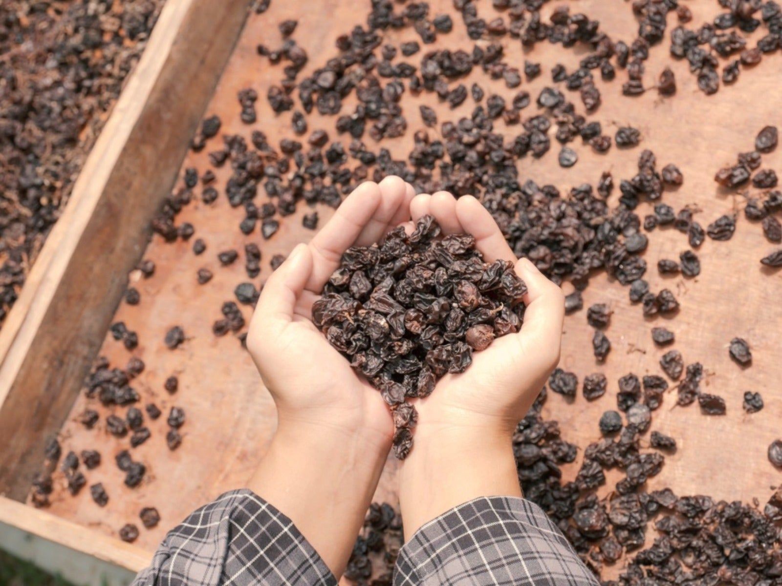 Hands scooping sun-dried raisins from a wooden surface after harvesting grapes