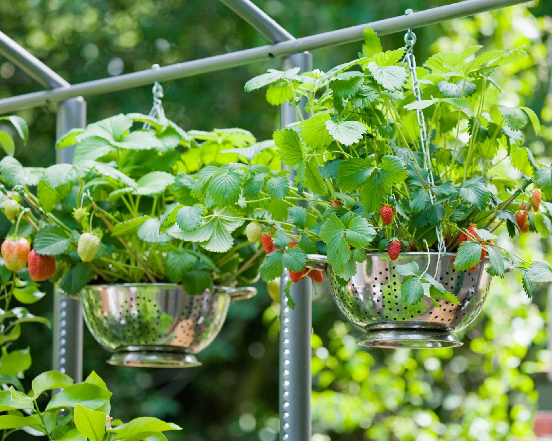 Hanging strawberry plants overflowing from white colander containers