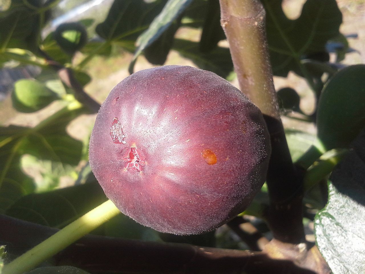 Hardy Chicago fig plant in a garden setting