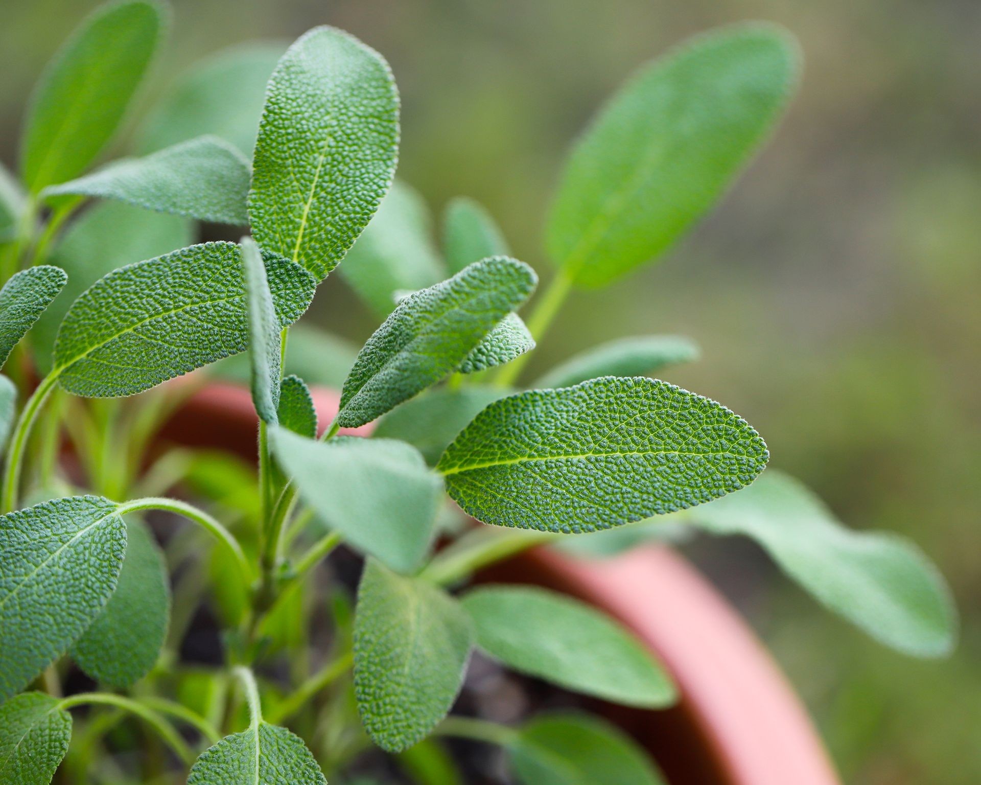 Hardy sage plant in a terracotta pot, used in companion planting to deter garden pests away from tomatoes.