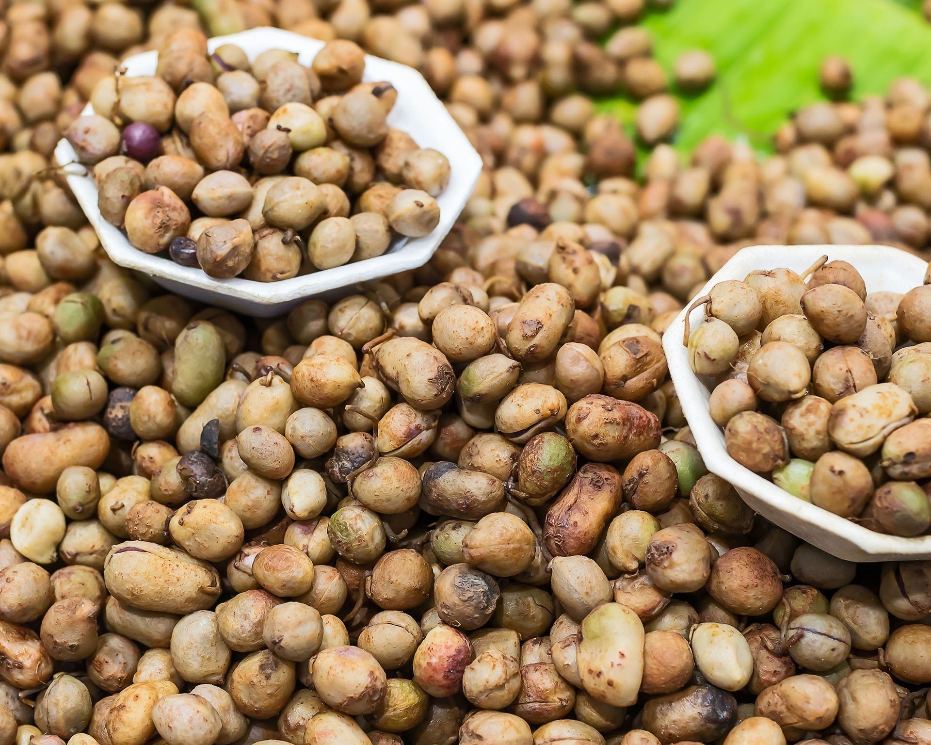 Harvested bambara groundnuts, showcasing the small, protein-rich legumes
