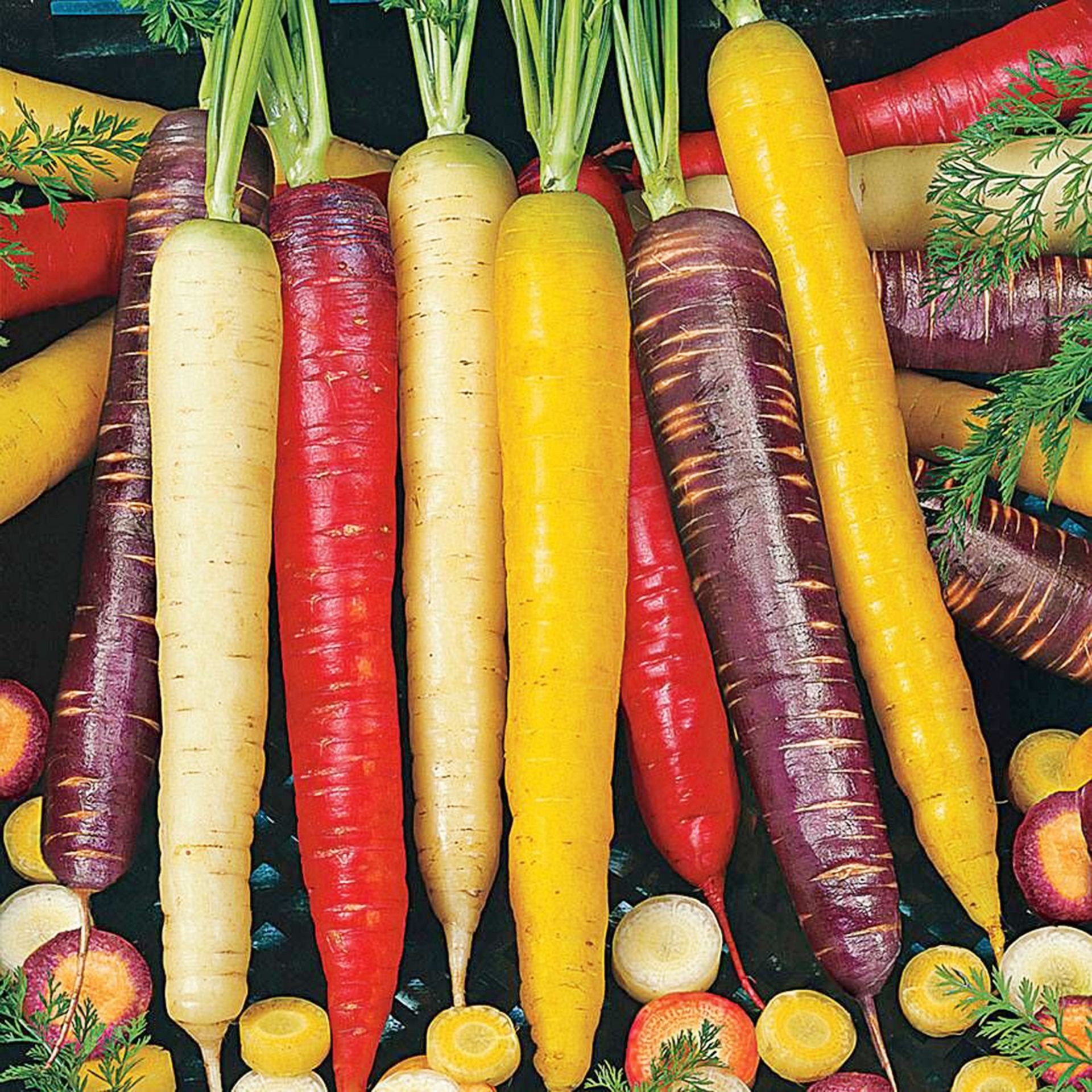 Harvested colorful rainbow blend carrots for a fall vegetable garden.