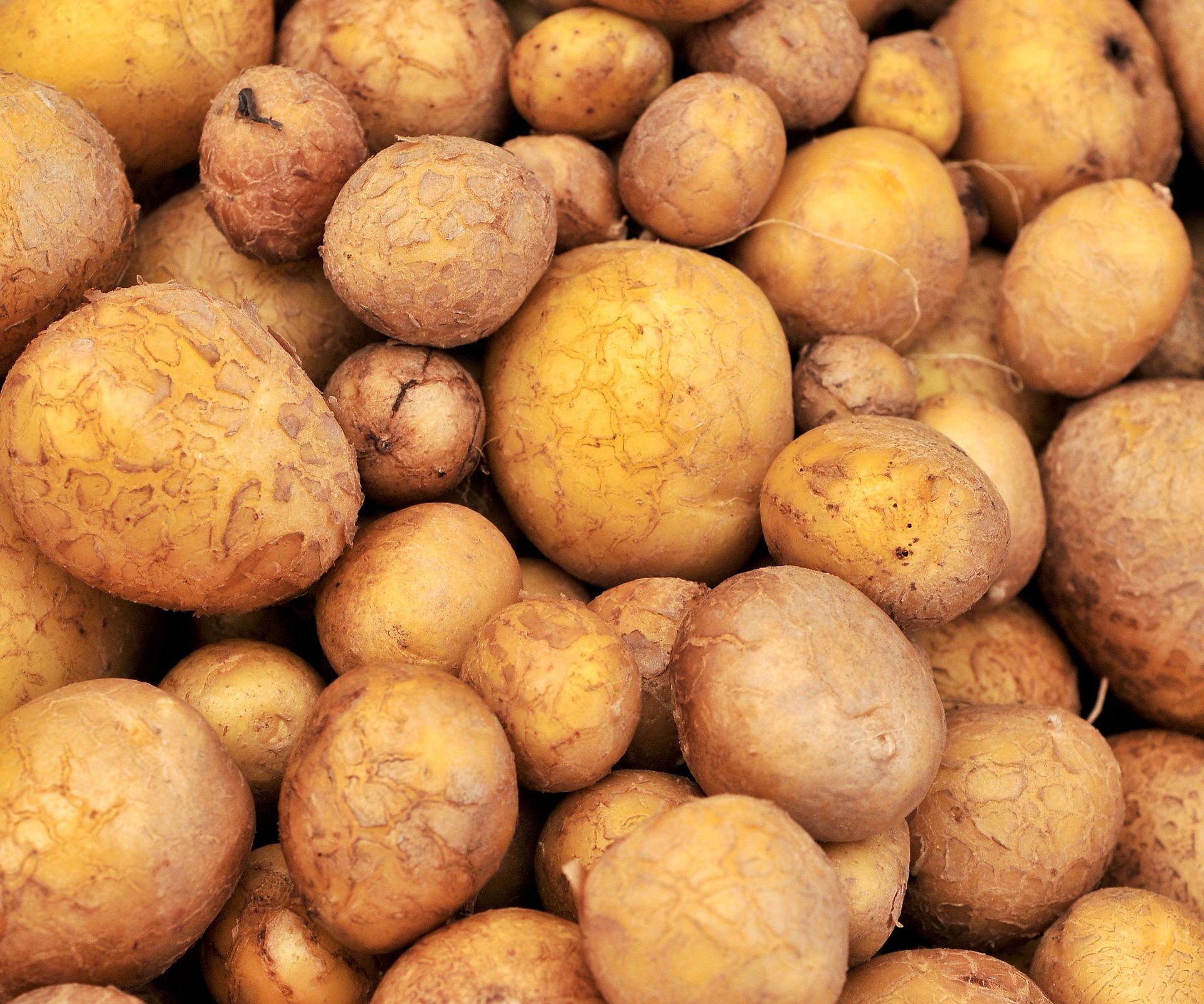 Harvested German Butterball heirloom potatoes in various sizes