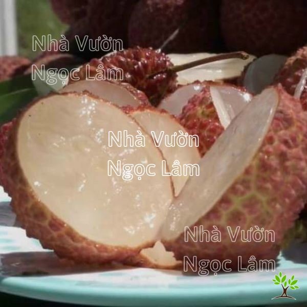 Harvested pile of reddish-pink seedless lychee fruits