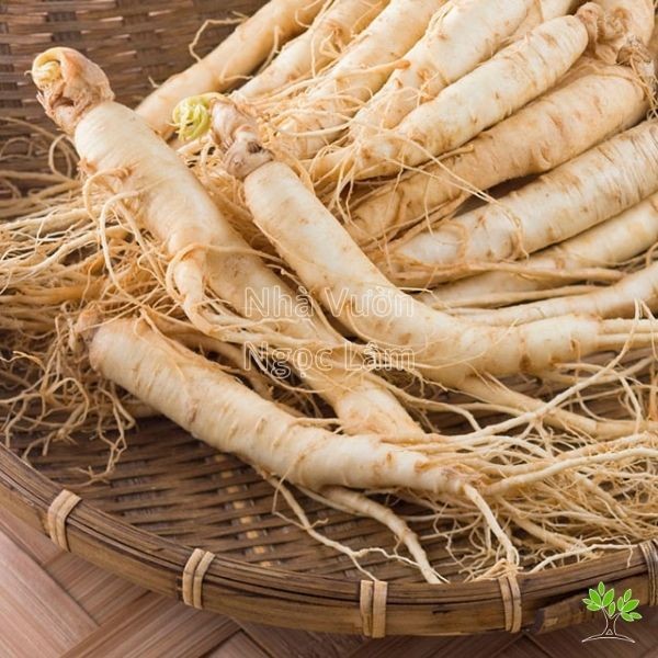 Harvested roots of the Đinh Lăng (Polyscias fruticosa) plant, traditionally used for medicinal purposes.