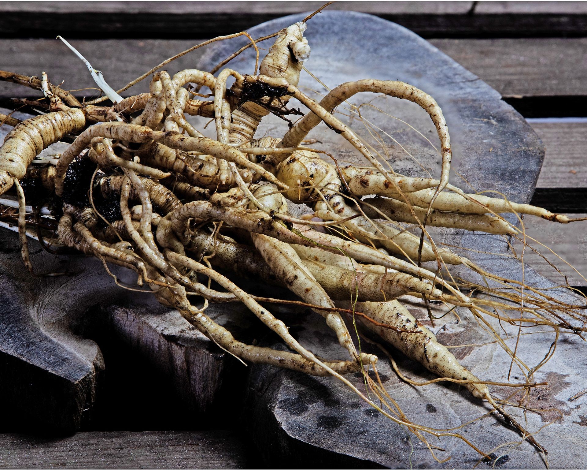 Harvested skirret roots resembling thin carrots