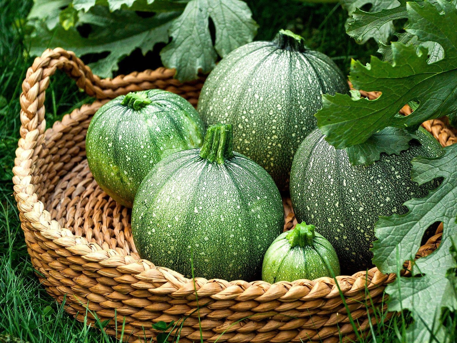 Harvested small round Ronde de Nice zucchini with stem - a sweet French heirloom variety
