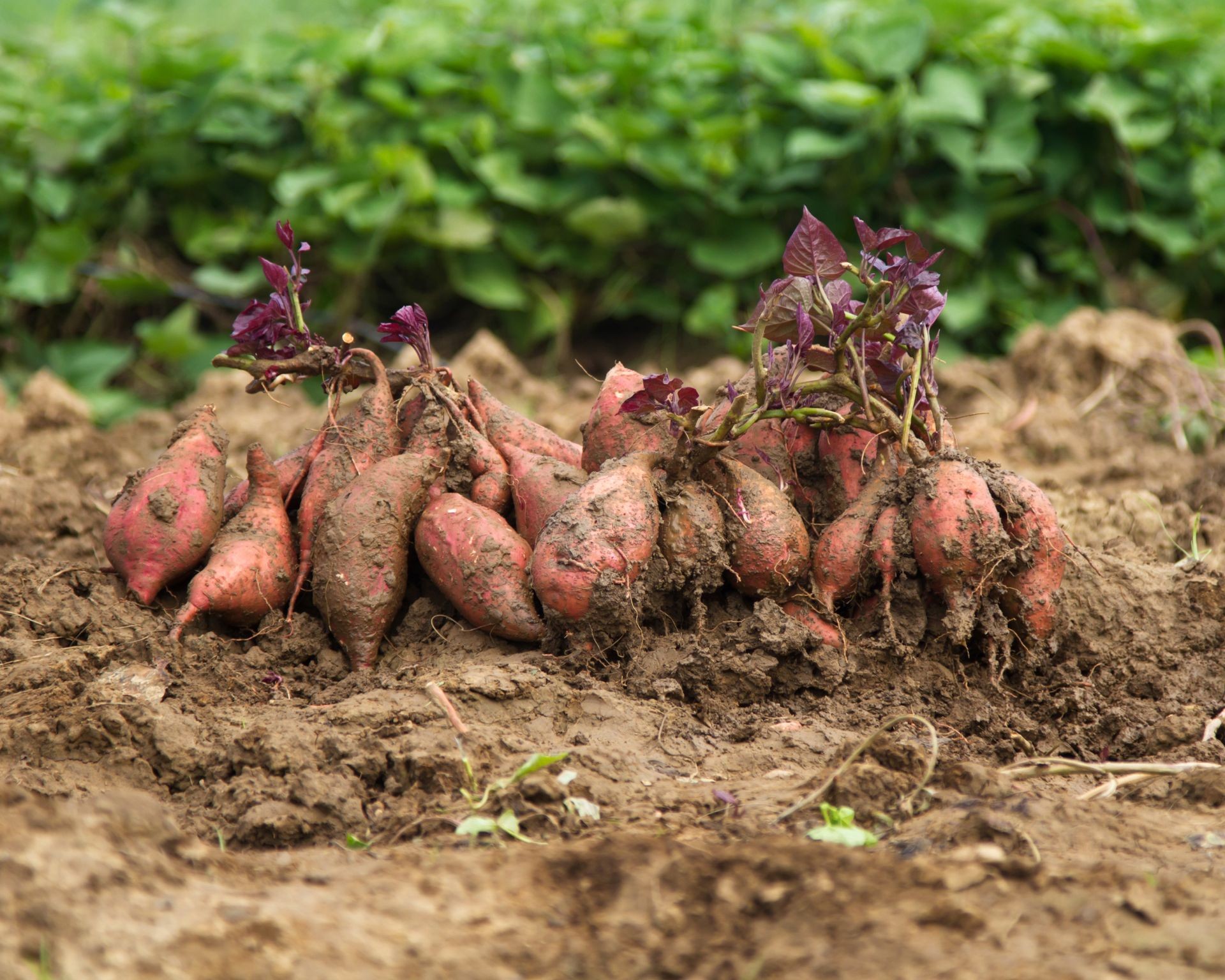 Harvested sweet potatoes in the garden