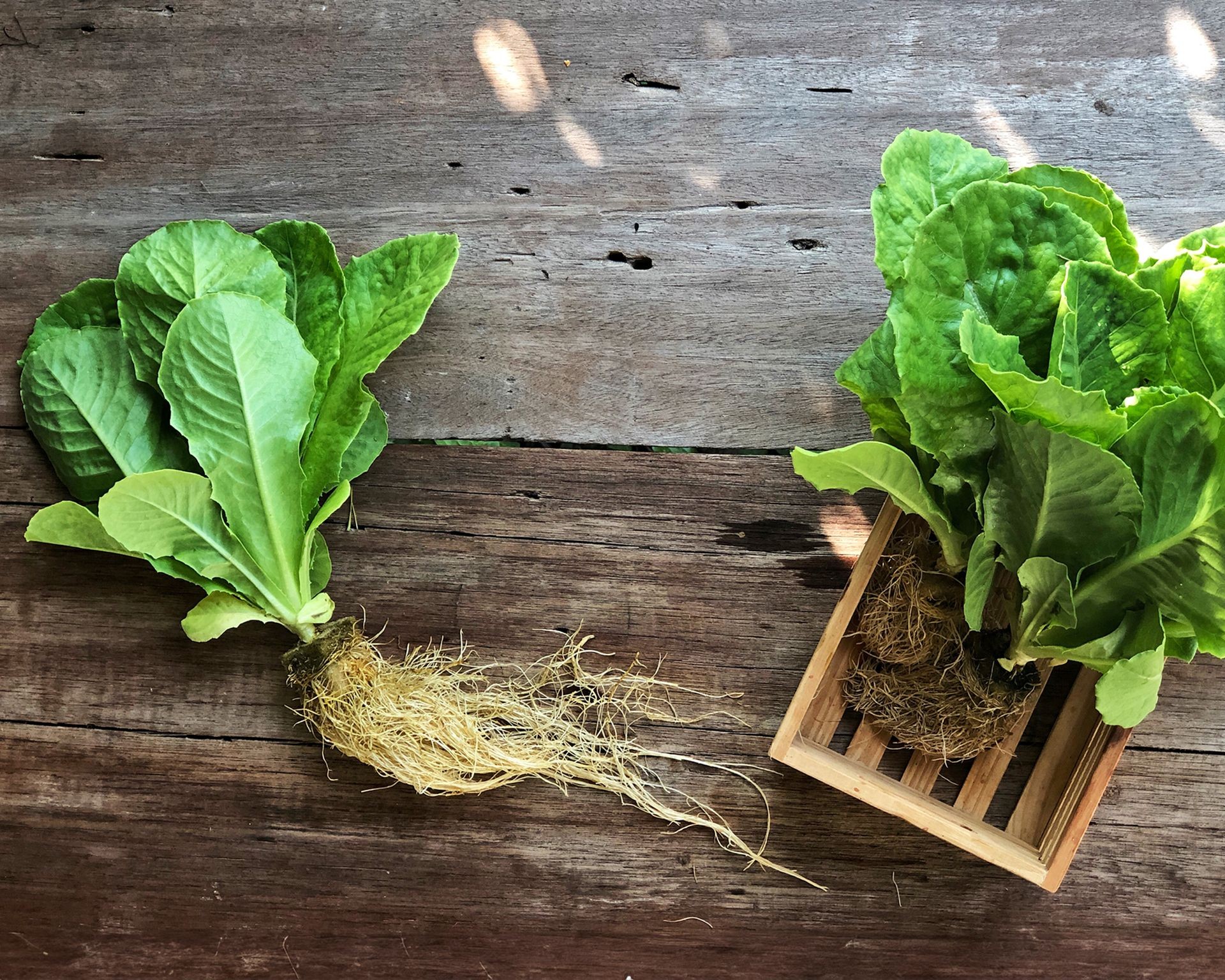 Harvesting fresh outer leaves from a hydroponic lettuce plant