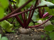 Healthy beet root emerging from the soil in a garden bed