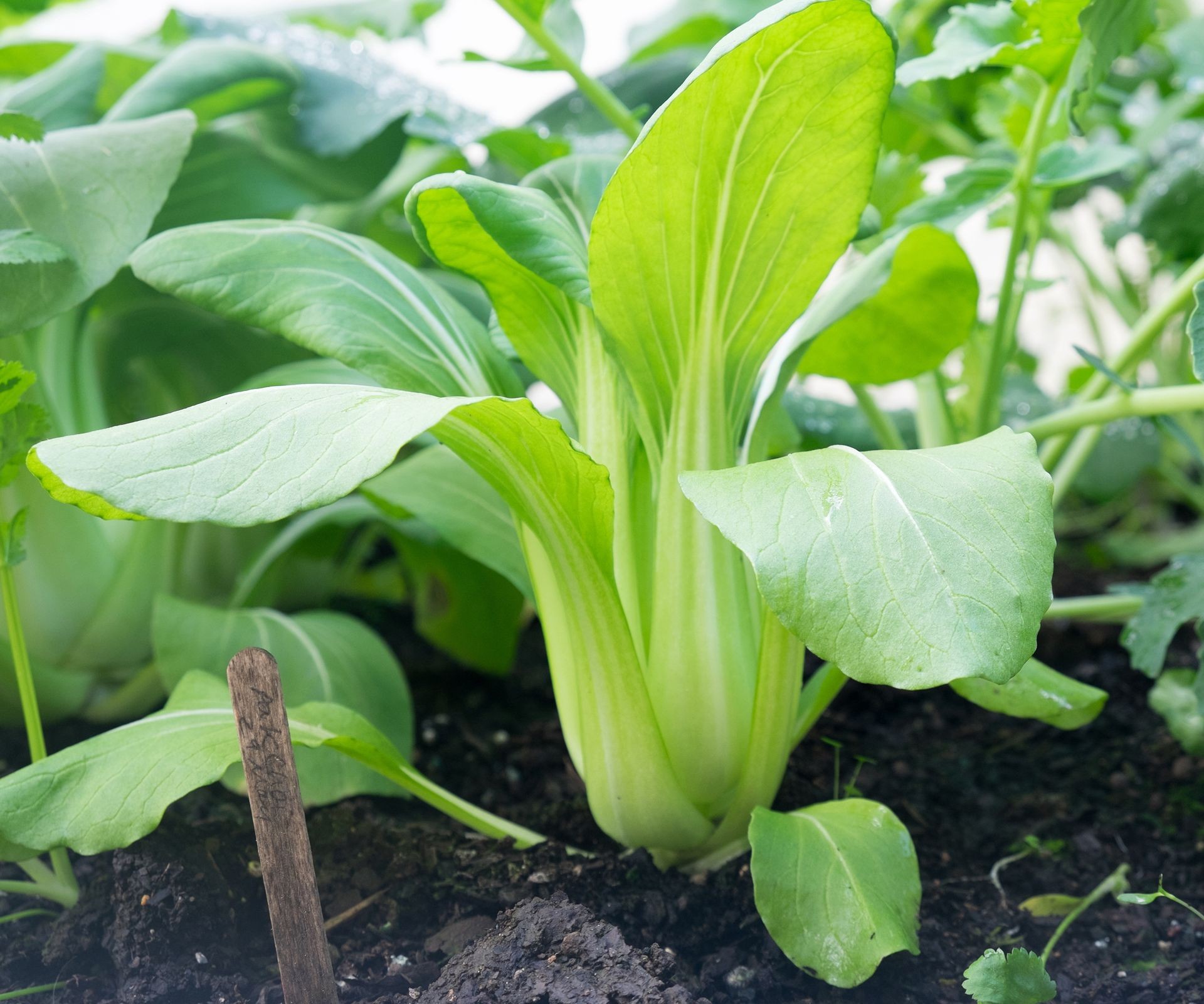 Healthy bok choy plants with thick white stalks and dark green leaves