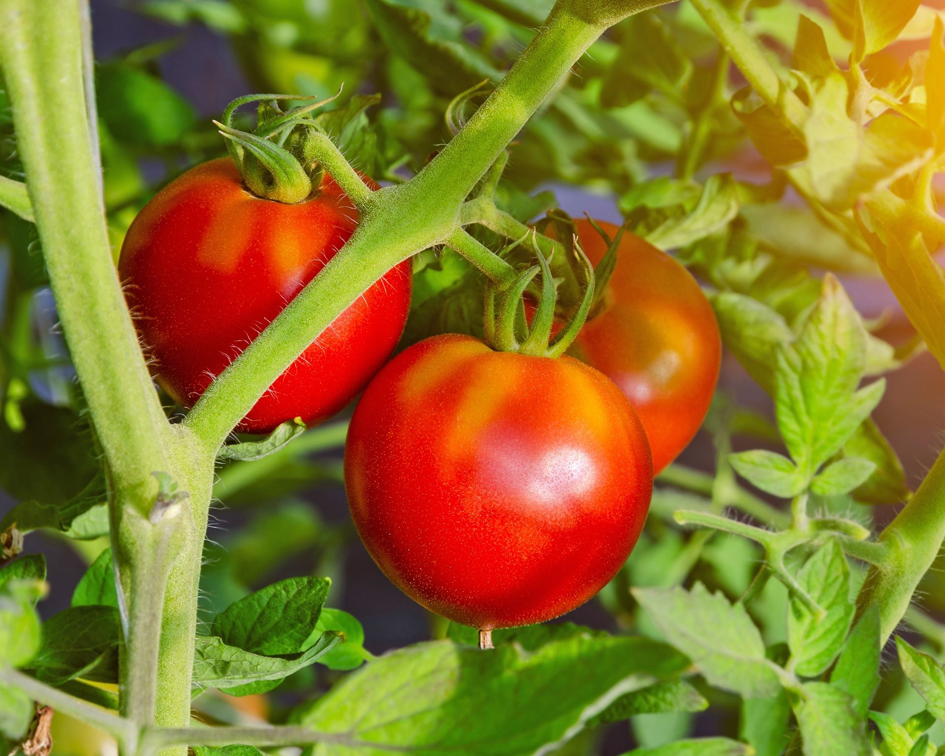 Healthy Celebrity hybrid tomatoes growing on the vine, representing consistency and disease resistance