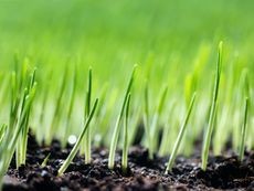 Healthy grass shoots pushing through the soil surface, representing successful growth in a no-till gardening system.