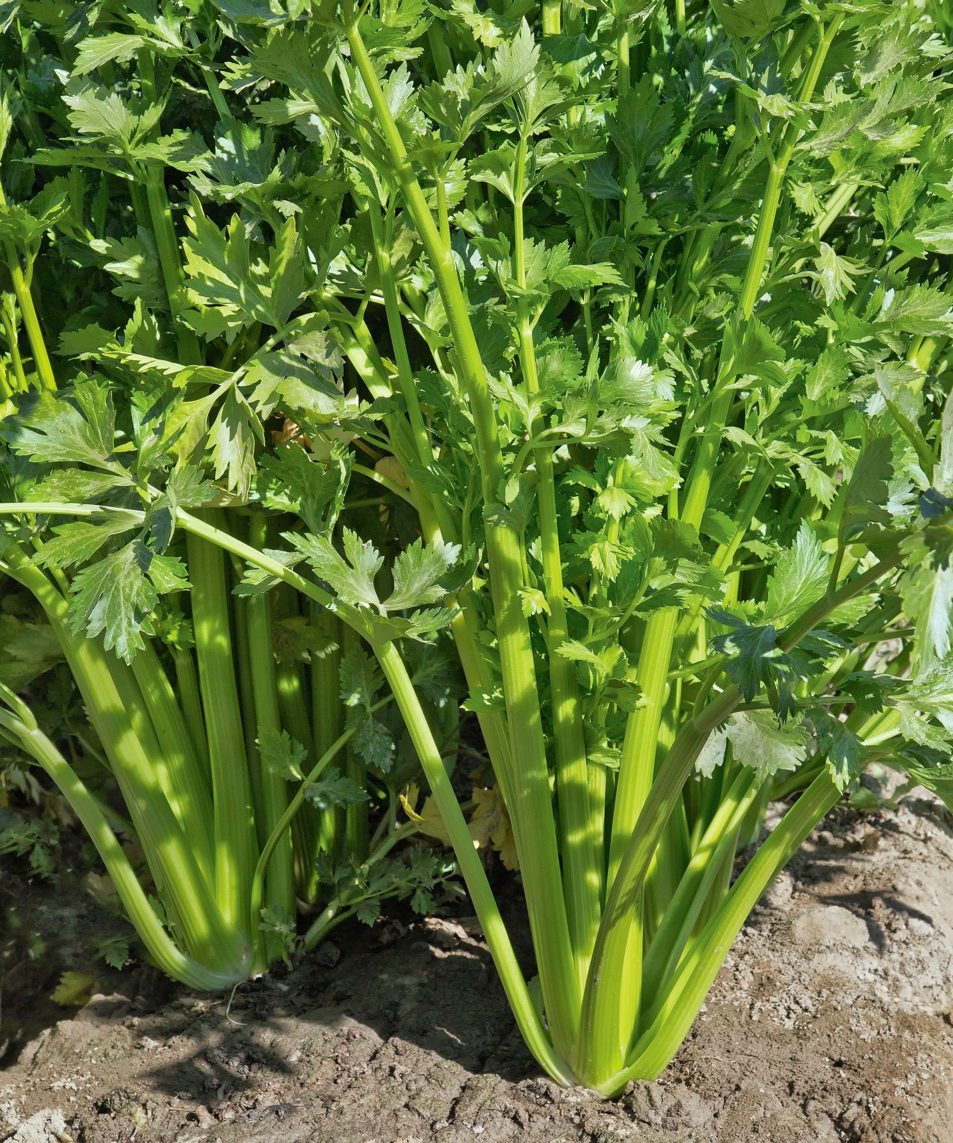 Healthy green celery stalks growing upright in a vegetable garden bed
