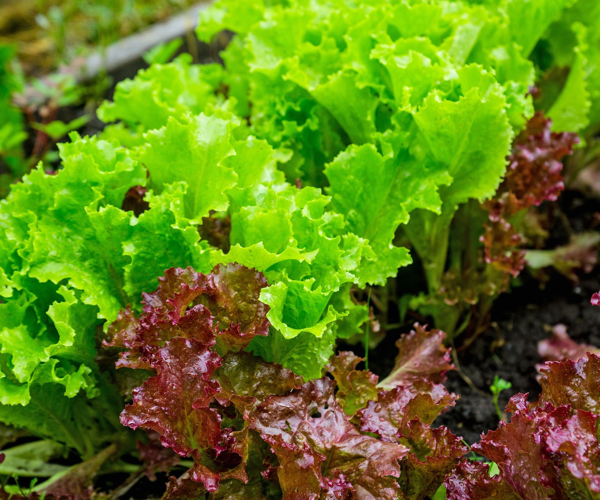 Healthy green leaf lettuce growing in a garden plot.