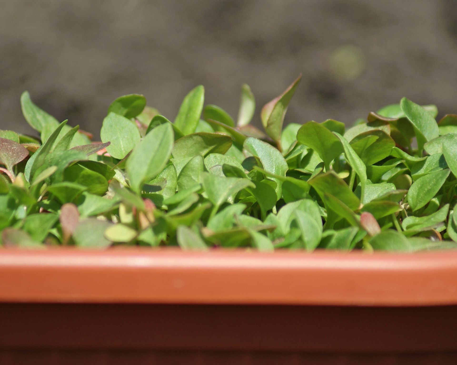 Healthy green watercress plants growing in various small containers, showcasing their adaptability to pot culture.