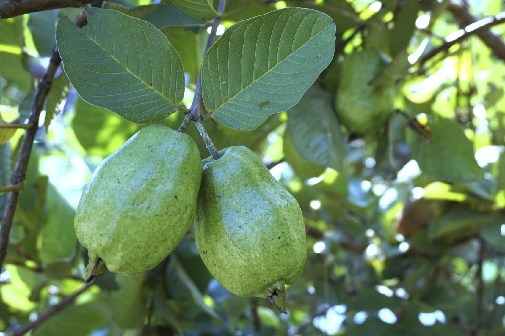 Healthy guava tree laden with green fruit