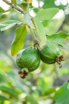 Healthy guava tree with lush green foliage and visible fruit