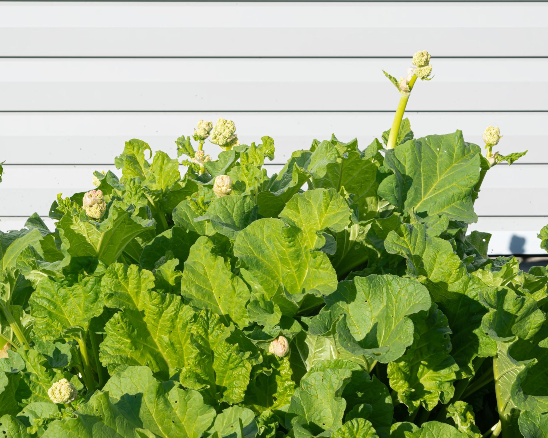 Healthy, large rhubarb plants with multiple flower stalks, illustrating active bolting in the patch.