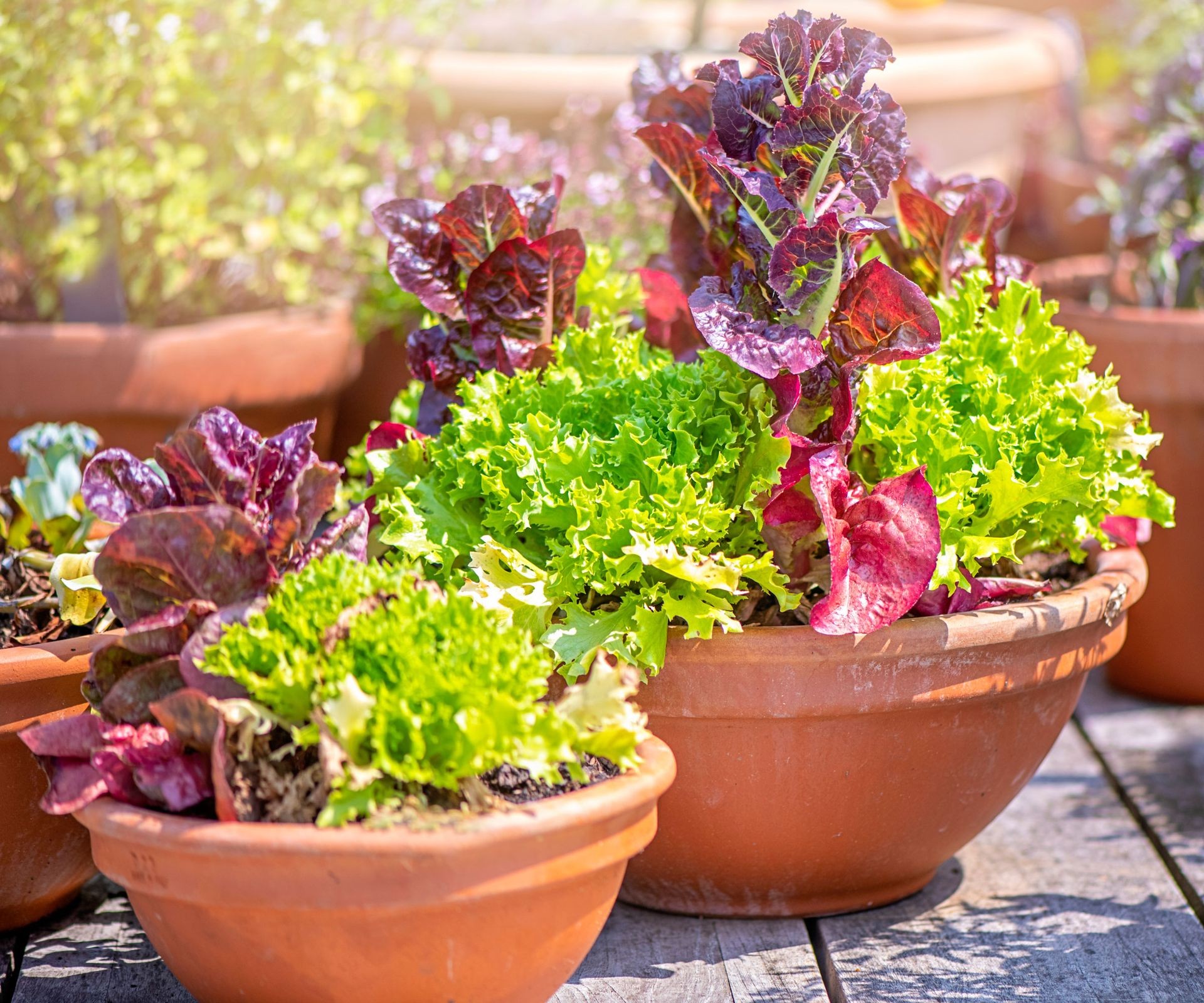 Healthy leaf lettuce plants growing in large outdoor containers, ready for harvest.