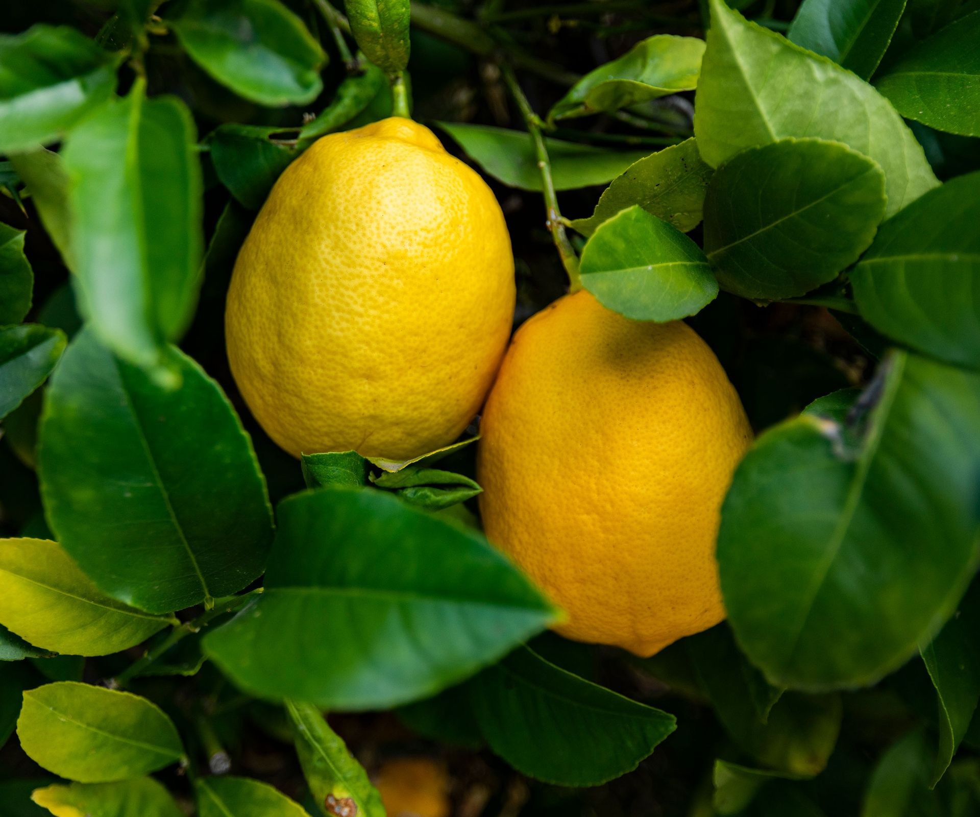 Healthy Meyer lemon tree thriving in a patio container