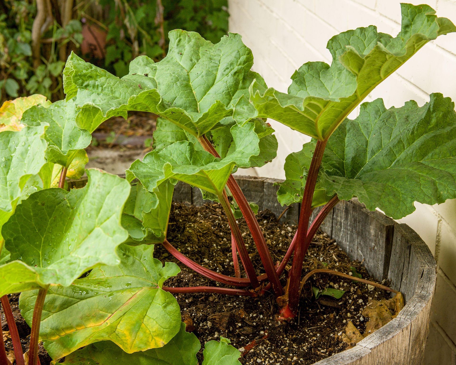 Healthy rhubarb plant with large leaves and red stalks growing in a substantial container on a patio.
