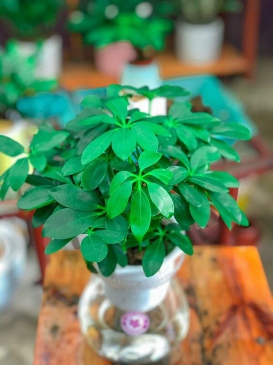 Healthy Schefflera plant thriving with roots submerged in a clear glass vase of water