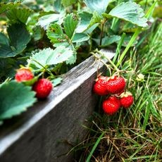 Healthy strawberry plants growing densely in a raised garden bed.