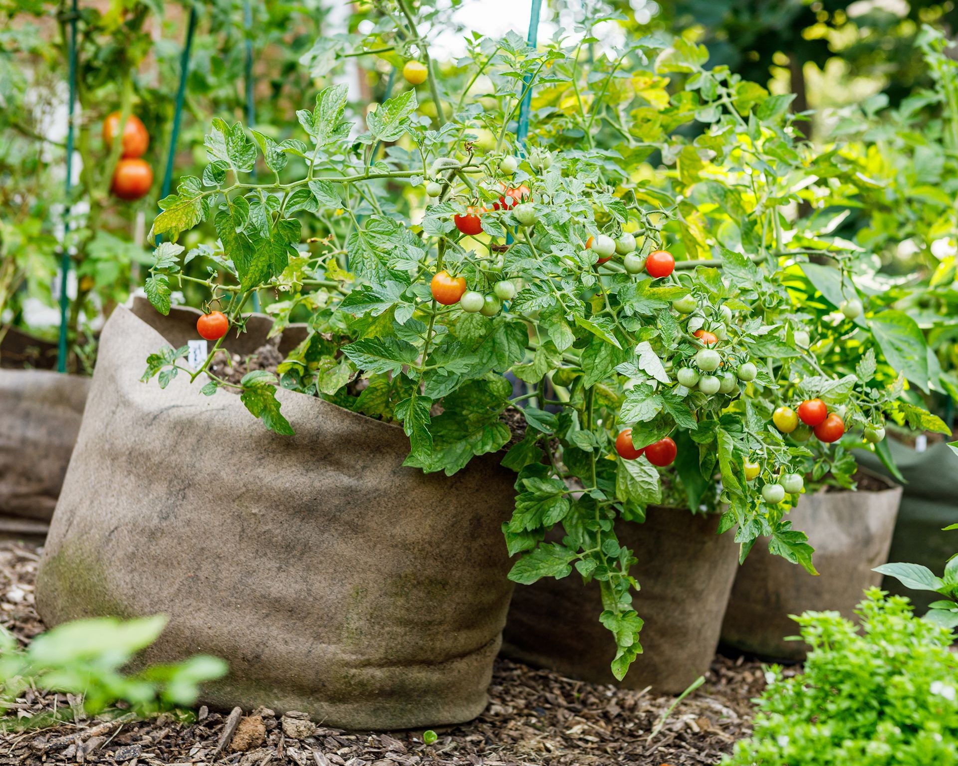 Healthy tomato plants growing vigorously in spacious fabric grow bags outdoors.