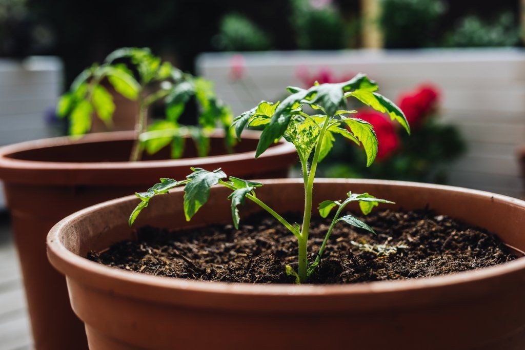 Healthy tomato plants thriving in large containers on a patio