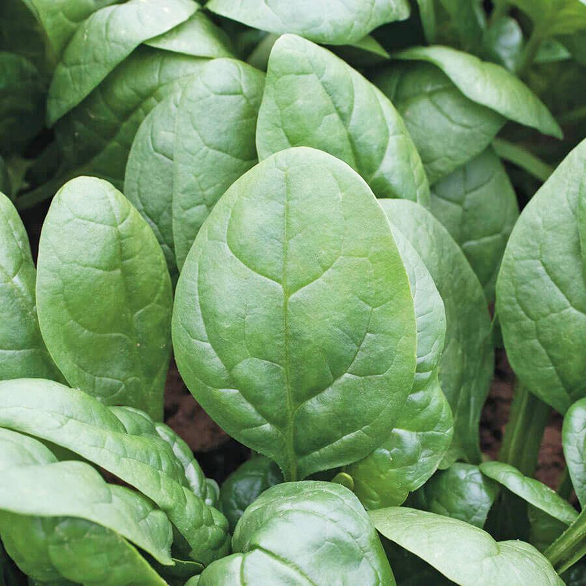 Healthy Tundra spinach plants with upright leaves in a garden bed.