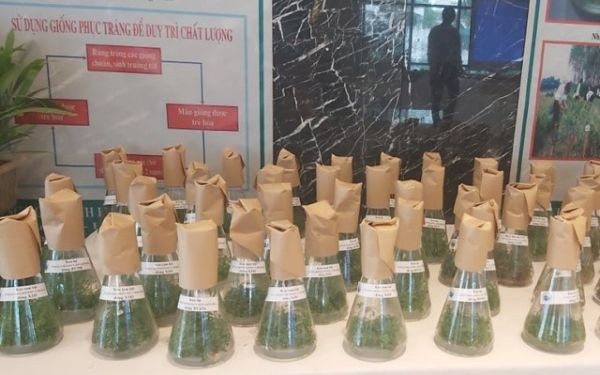 Healthy young tree seedlings in a nursery, representing the goal of providing high-quality planting material for reforestation