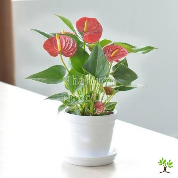 Heart-shaped red spathe and dark green leaves of an Anthurium (Flamingo Flower), an air-purifying plant