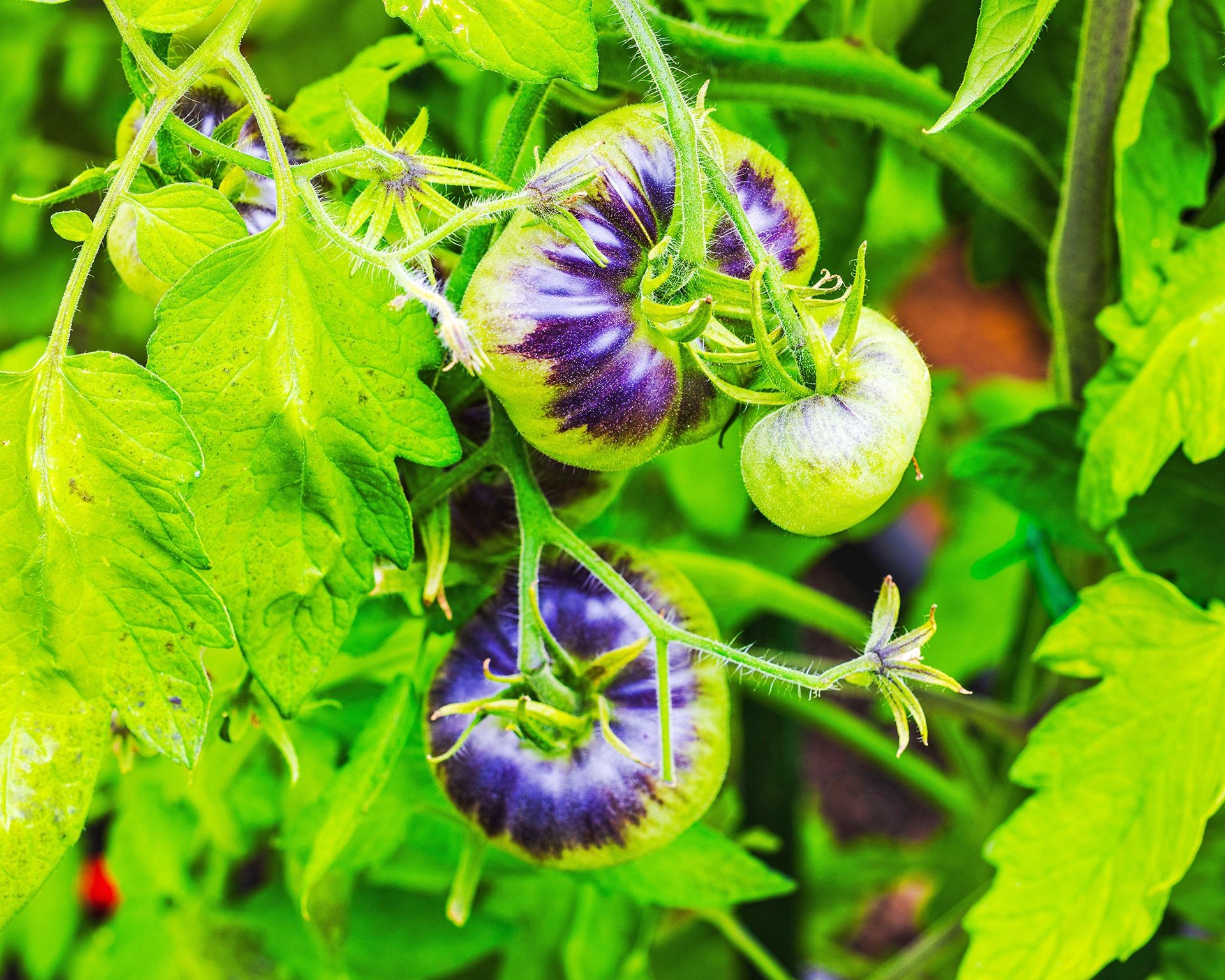 Heirloom Black Prince tomatoes with dark, reddish-brown skin ripening on the plant