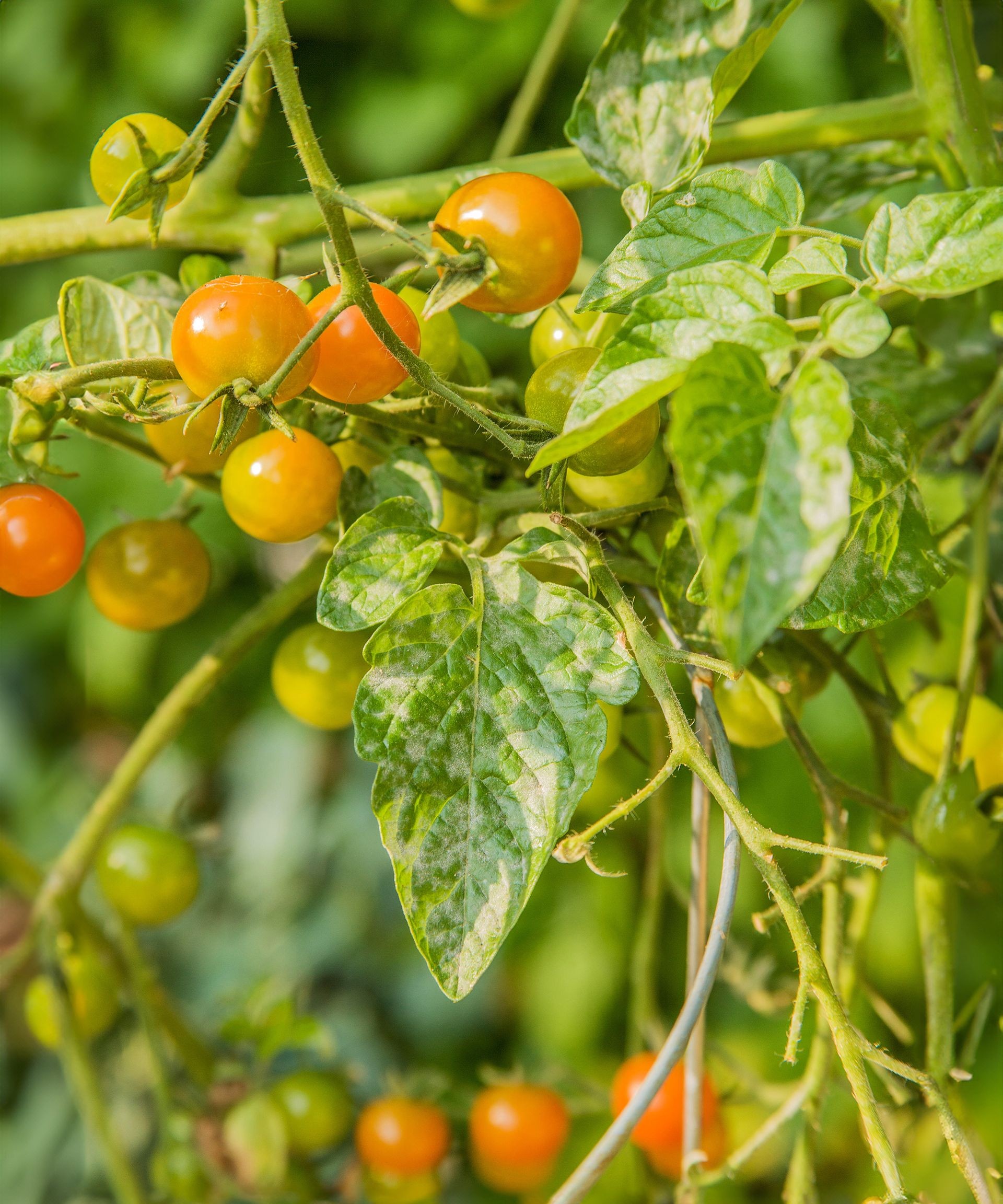 Heirloom Gold Nugget cherry tomatoes on the vine, some showing signs of powdery mildew