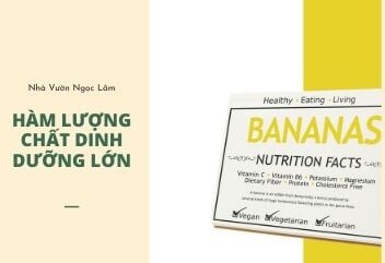 High nutritional content in bananas