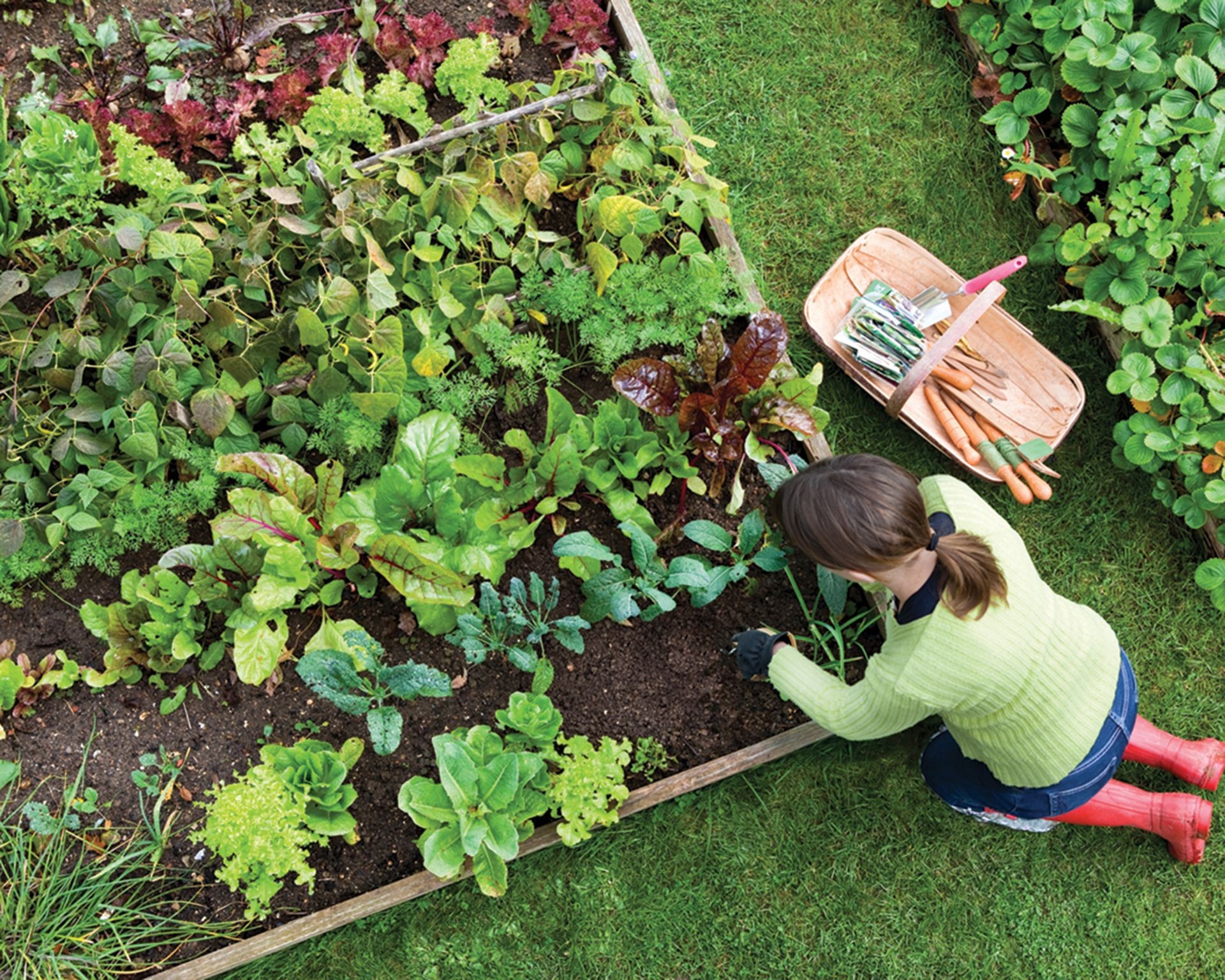 Home gardener tending to plants in a raised garden bed, demonstrating the hands-on process of planning and maintaining a healthy vegetable plot.