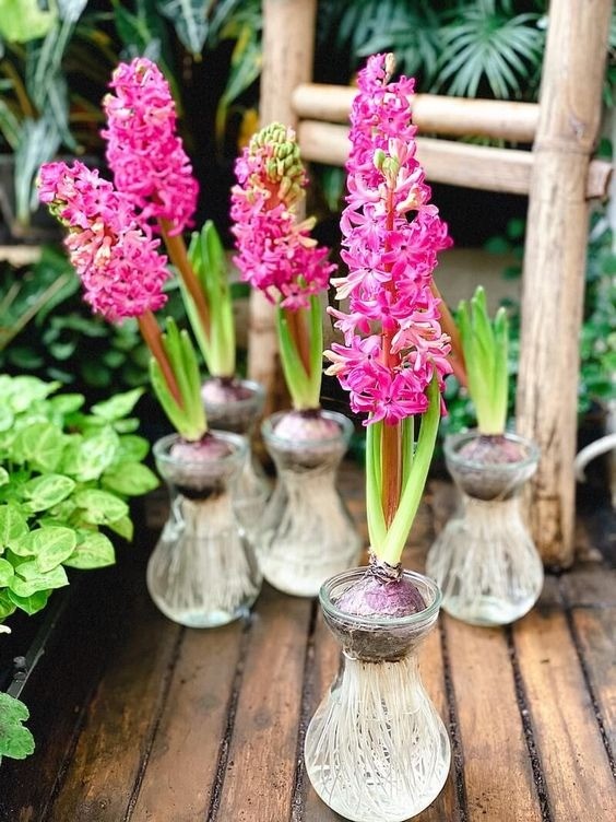 Hyacinth bulb suspended in water in a shaped glass vase, showing roots developing below