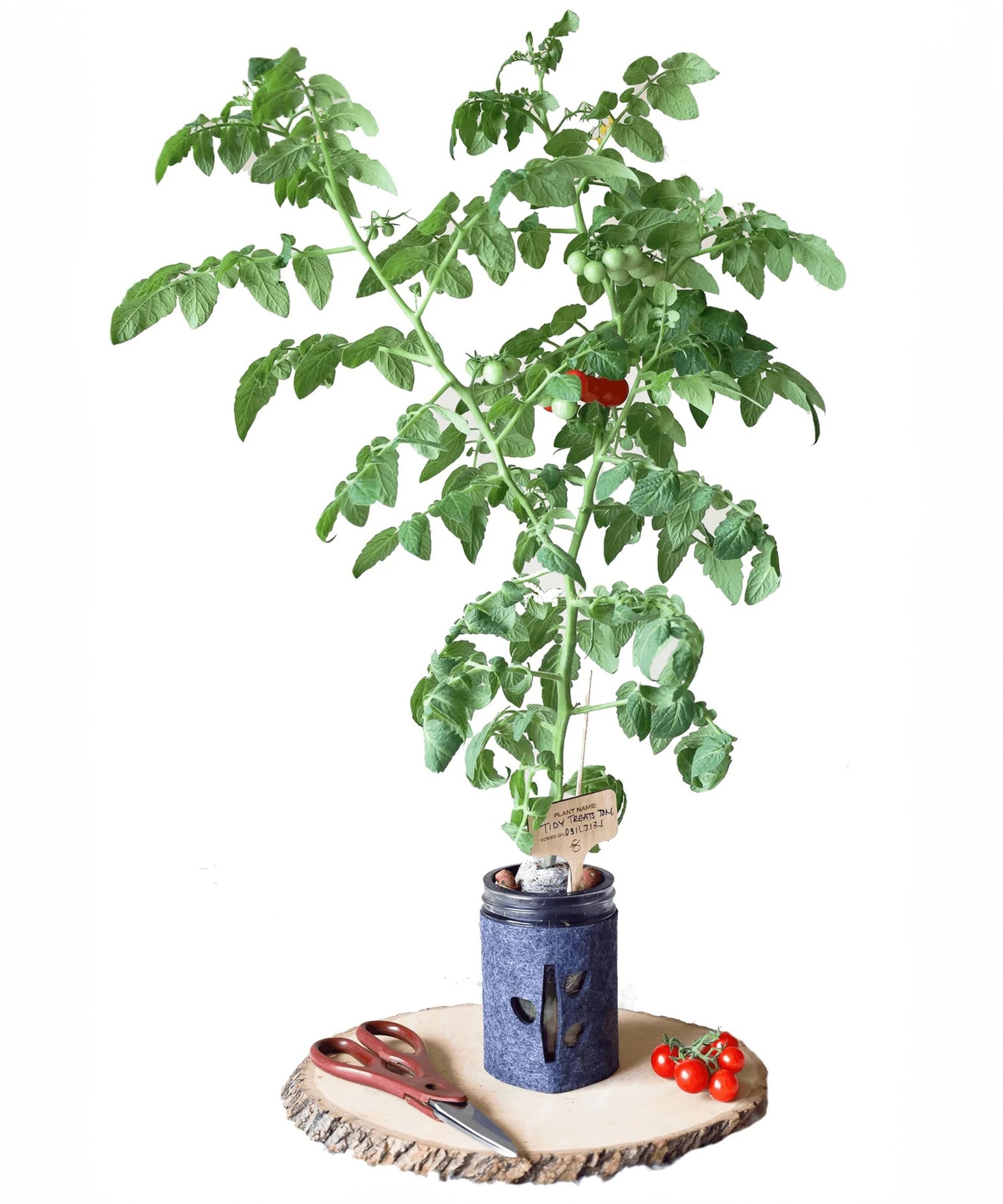 Hydroponic cherry tomatoes thriving in a clear mason jar indoor growing system