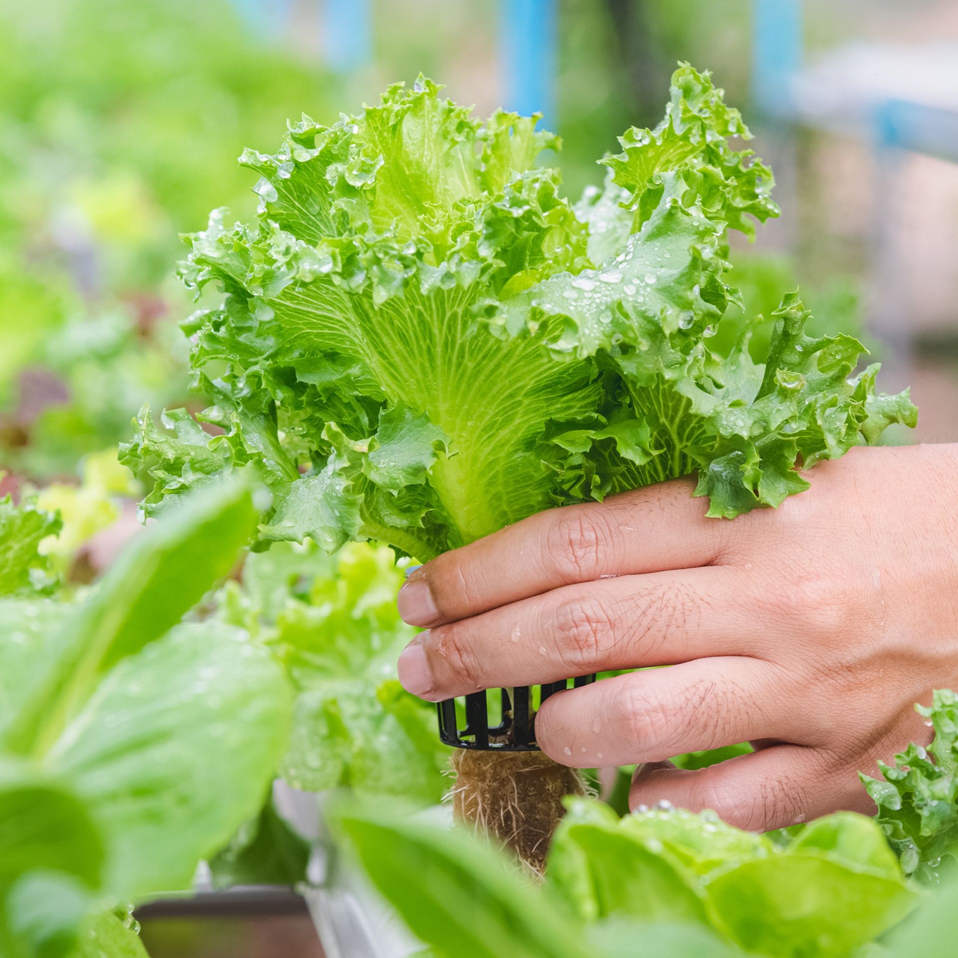 Hydroponic lettuce growing in a tray indoors