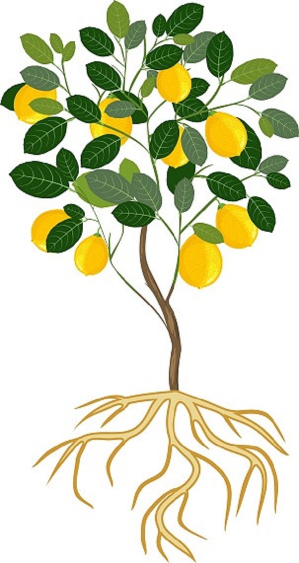 Illustration showing a fruit tree with a widespread, shallow lateral root system, indicating absorption near the soil surface.
