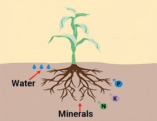 Image depicting roots absorbing water and nutrients from the soil, showing the vital process.