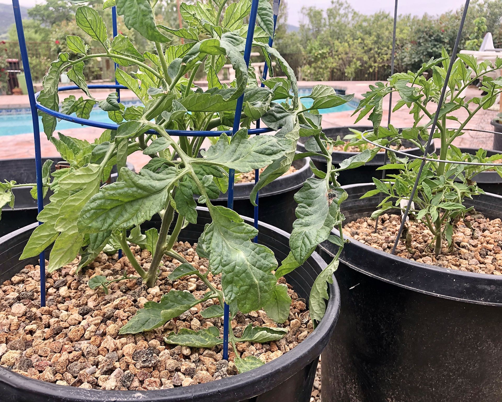 Indeterminate tomato plants growing in large containers, supported by sturdy cages