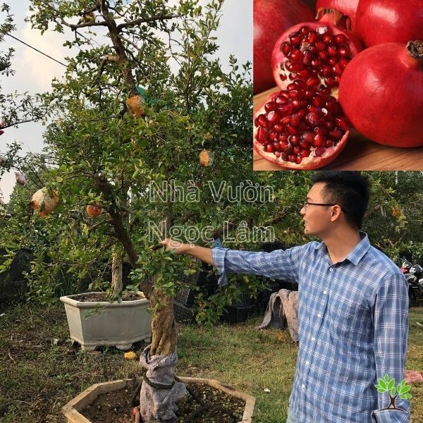 Indian Pomegranate tree