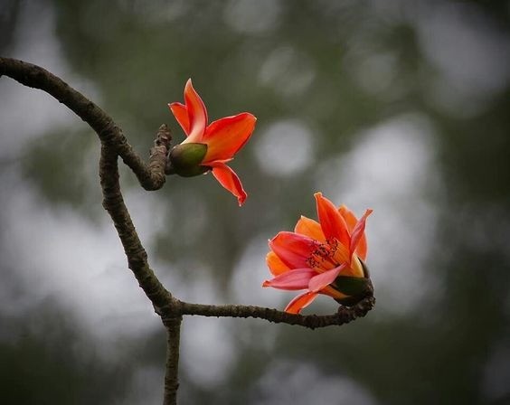 Large, bright red flowers blooming directly on the trunk and branches of a Silk Cotton tree.