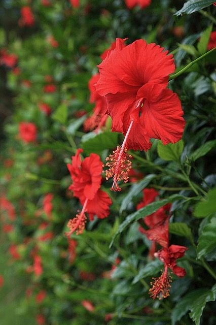Large, bright red Hibiscus flower with prominent stamen, representative of a common flowering hedge plant
